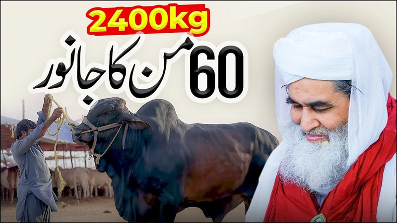 60 Maan Ka Janwar | Biggest Qurbani Bulls | Biggest Bull In Mandi? | Maulana Ilyas Qadri Reaction